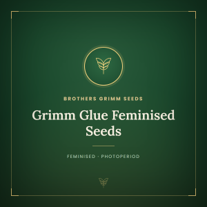 Grimm Glue Feminised Seeds Grimm Glue Feminised Seeds