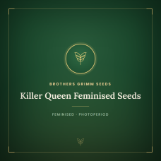 Killer Queen Feminised Seeds Killer Queen Feminised Seeds