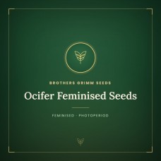 Ocifer Feminised Seeds