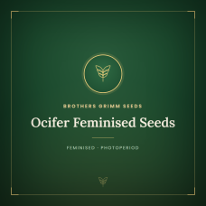 Ocifer Feminised Seeds Ocifer Feminised Seeds