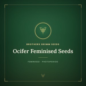 Ocifer Feminised Seeds