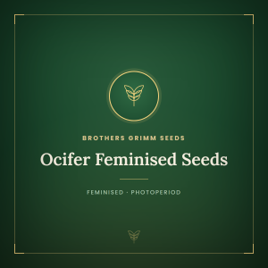 Ocifer Feminised Seeds Ocifer Feminised Seeds