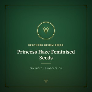 Princess Haze Feminised Seeds Princess Haze Feminised Seeds