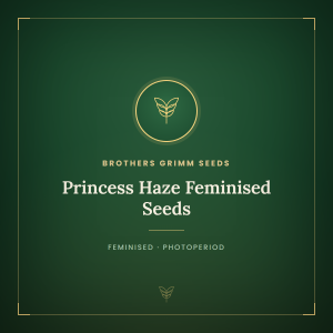 Princess Haze Feminised Seeds Princess Haze Feminised Seeds