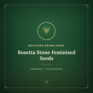 Rosetta Stone Feminised Seeds Rosetta Stone Feminised Seeds