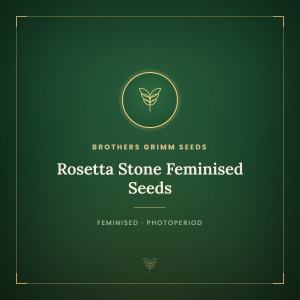 Rosetta Stone Feminised Seeds Rosetta Stone Feminised Seeds