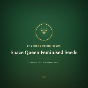Space Queen Feminised Seeds Space Queen Feminised Seeds