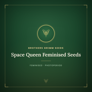Space Queen Feminised Seeds Space Queen Feminised Seeds