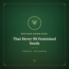 Thai Herer 99 Feminised Seeds Thai Herer 99 Feminised Seeds