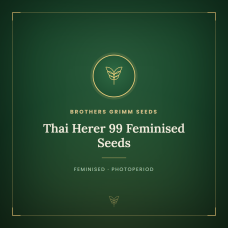 Thai Herer 99 Feminised Seeds Thai Herer 99 Feminised Seeds