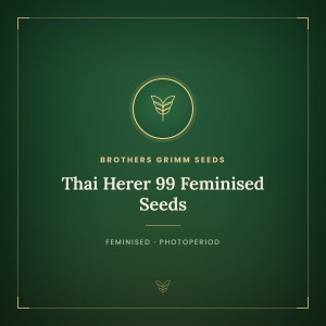 Thai Herer 99 Feminised Seeds