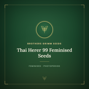 Thai Herer 99 Feminised Seeds Thai Herer 99 Feminised Seeds