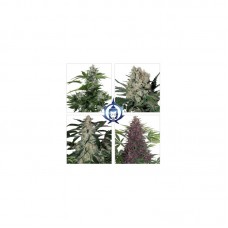 Assorted Mix Auto Feminised Seeds Assorted Mix Auto Feminised Seeds