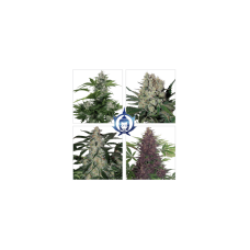 Assorted Mix Auto Feminised Seeds Assorted Mix Auto Feminised Seeds