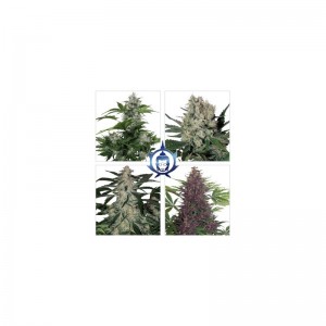 Assorted Mix Auto Feminised Seeds