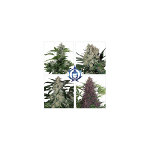 Assorted Mix Auto Feminised Seeds Assorted Mix Auto Feminised Seeds