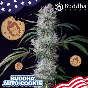 Buddha Cookie Auto Feminised Seeds Buddha Cookie Auto Feminised Seeds