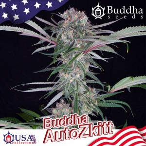 Buddha Zkittlez Auto Feminised Seeds Buddha Zkittlez Auto Feminised Seeds