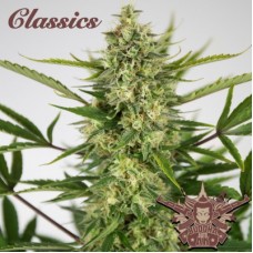 Buddha Classics AK Auto Feminised Buddha Classics AK Auto Feminised
