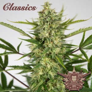 Buddha Classics AK Auto Feminised Buddha Classics AK Auto Feminised