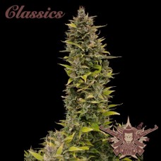Buddha Classics AK Feminised Seeds Buddha Classics AK Feminised Seeds