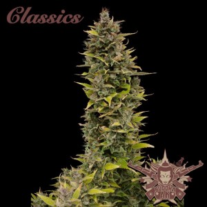 Buddha Classics AK Feminised Seeds Buddha Classics AK Feminised Seeds