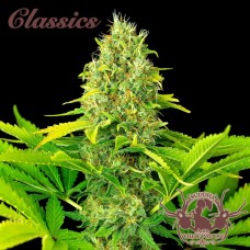 Buddha Classics White Widow Auto Feminised Seeds Buddha Classics White Widow Auto Feminised Seeds