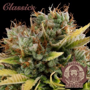 Buddha Classics Critical Feminised Seeds Buddha Classics Critical Feminised Seeds