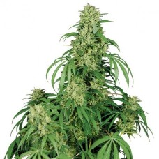 Calamity Jane Auto Feminised Seeds Calamity Jane Auto Feminised Seeds