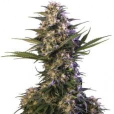 Kraken Feminised Seeds Kraken Feminised Seeds