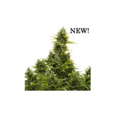 Medikit CBD Auto Feminised Seeds Medikit CBD Auto Feminised Seeds