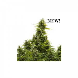 Medikit CBD Auto Feminised Seeds Medikit CBD Auto Feminised Seeds