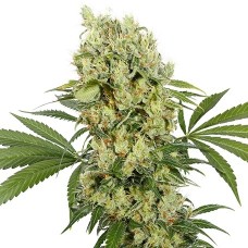Medikit CBD Feminised Seeds Medikit CBD Feminised Seeds