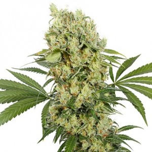 Medikit CBD Feminised Seeds Medikit CBD Feminised Seeds