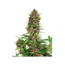 Purple Kush Feminised Seeds Purple Kush Feminised Seeds