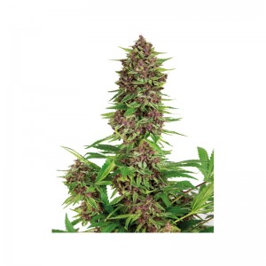 Purple Kush Feminised Seeds Purple Kush Feminised Seeds