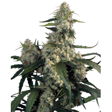 Quasar Feminised Seeds Quasar Feminised Seeds