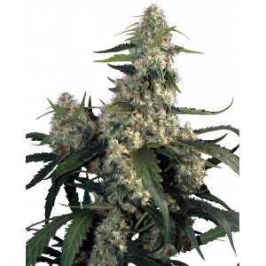 Quasar Feminised Seeds Quasar Feminised Seeds
