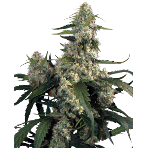 Quasar Feminised Seeds Quasar Feminised Seeds