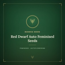 Red Dwarf Auto Feminised Seeds Red Dwarf Auto Feminised Seeds