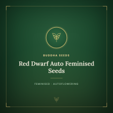 Red Dwarf Auto Feminised Seeds Red Dwarf Auto Feminised Seeds