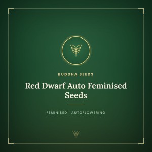 Red Dwarf Auto Feminised Seeds