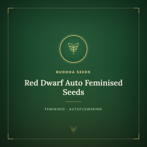 Red Dwarf Auto Feminised Seeds Red Dwarf Auto Feminised Seeds