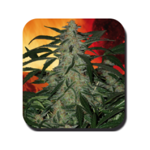 Deimos Auto Feminised Seeds