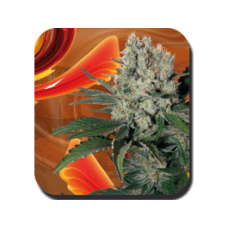 Syrup Auto Feminised Seeds Syrup Auto Feminised Seeds