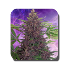 Purple Kush Auto Feminised Seeds Purple Kush Auto Feminised Seeds