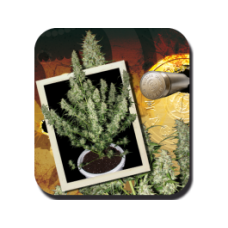 Magnum Auto Feminised Seeds Magnum Auto Feminised Seeds