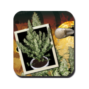 Magnum Auto Feminised Seeds Magnum Auto Feminised Seeds