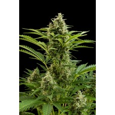 Vesta Auto Feminised Seeds Vesta Auto Feminised Seeds