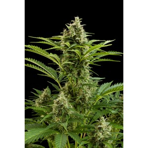 Vesta Auto Feminised Seeds